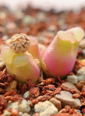 Pubescens Sb805 Stofkloof 风铃玉 老巷里Cono