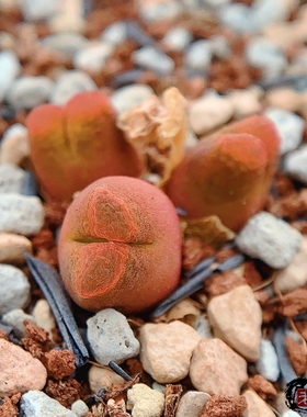 Mg1807 verrucosum 风铃玉 老巷里Cono