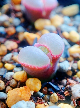 lydiae Hybrid  风铃玉 老巷里Cono