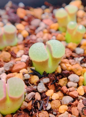 Mg1788 caroli 'australe' CM47 磁铁风铃玉 老巷里Cono