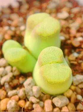 C.pubescens*longum 风铃玉 老巷里Cono