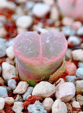 praesectum,n of Pofadder 风铃玉 老巷里Cono