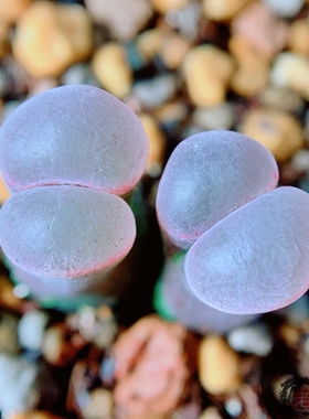 friedrichiae*pubescens 风铃玉 老巷里Cono