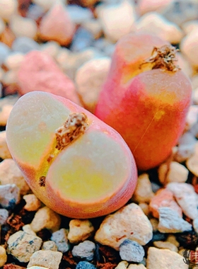 praesectum, Quaggaskop 风铃玉 老巷里Cono