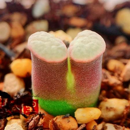 caroli Banke 磁铁风铃玉 老巷里Cono