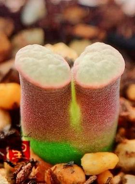 caroli Banke 磁铁风铃玉 老巷里Cono