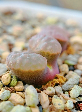 Mg1802.82 pubescens SB2272 风铃玉 老巷里Cono