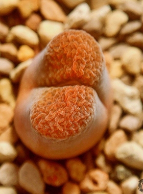 verrucosum EH980 风铃玉 老巷里Cono