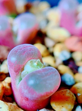 Mg1792.9 friedrichiae Tantalite Valley 风铃玉 老巷里Cono