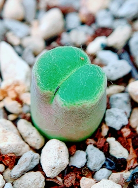 AV106 风铃玉 老巷里Cono