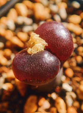 friedrichiae Japan 大型风铃玉 老巷里Cono