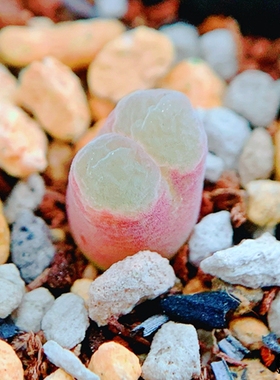 Mg1799.15 longum SB2316 风铃玉 老巷里Cono