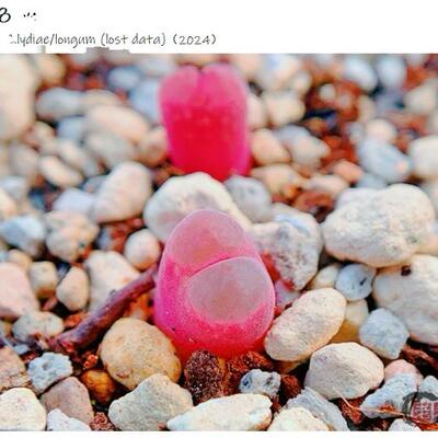 lydiae/longum (lost data) 风铃玉 老巷里Cono