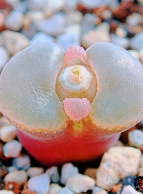 龙之母 lHybrid 风铃玉 老巷里Cono