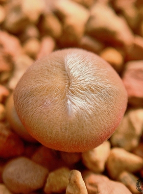 Depressum Perdurans CR1563 肉锥 老巷里Cono