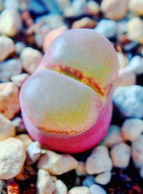 friedrichiae , Eendoorn 风铃玉 老巷里Cono