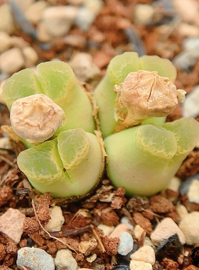 devium Dukerkop CR1225 风铃玉 老巷里Cono