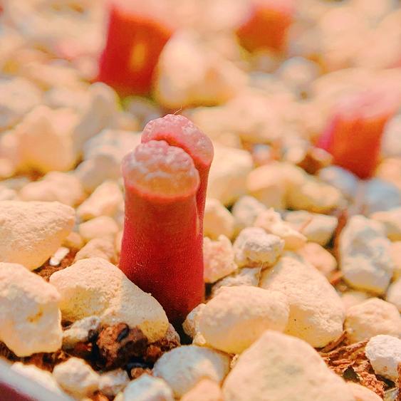 australe banke 磁铁风铃玉 老巷里Cono