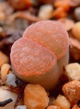 Mg1810.311 lydiae SH1348 风铃玉 老巷里Cono