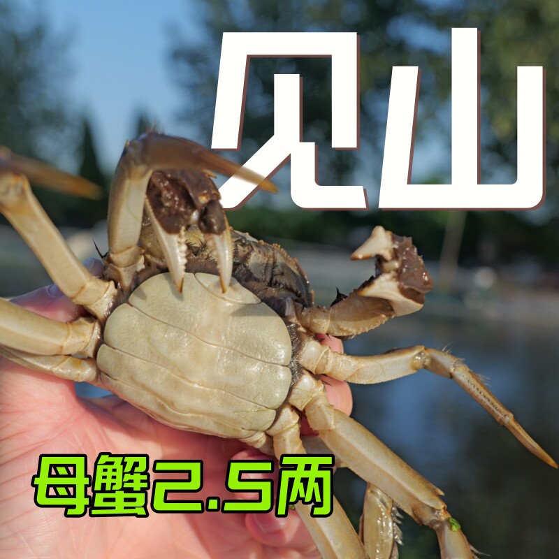 【黄满多】尝鲜首选高精尖全母大闸蟹活蟹 2.5两（净重±15g)