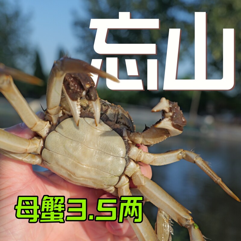 【黄满多】体验升级高精尖全母大闸蟹3.5两活蟹（净重±15g)