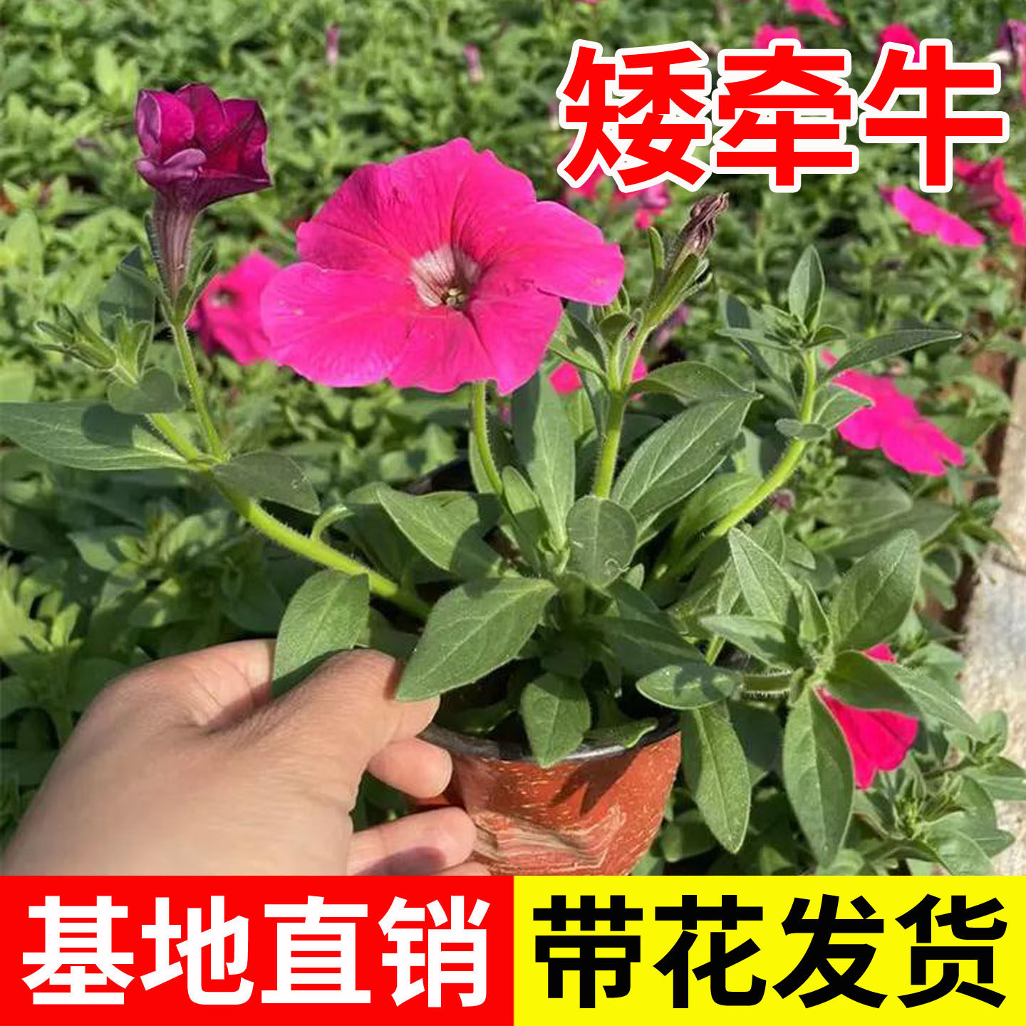 牵牛花苗带花盆栽花卉爬藤四季开花垂吊矮脚喇叭花重瓣矮牵牛草花
