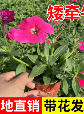牵牛花苗带花盆栽花卉爬藤四季开花垂吊矮脚喇叭花重瓣矮牵牛草花