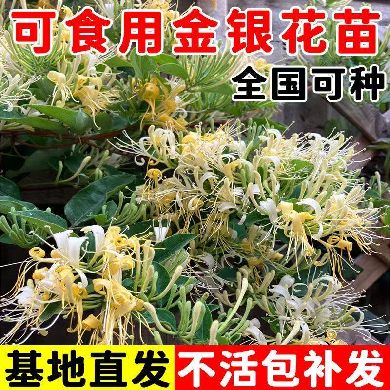 金银花树苗四季药用爬藤老桩红色