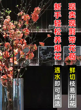 水培海棠花干枝室内盆栽花卉鲜切贴梗海棠花垂丝海棠手工插花基地