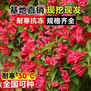 红王子锦带苗 绿蓠植物 耐寒锦带花 庭院绿化苗木植物工程用苗