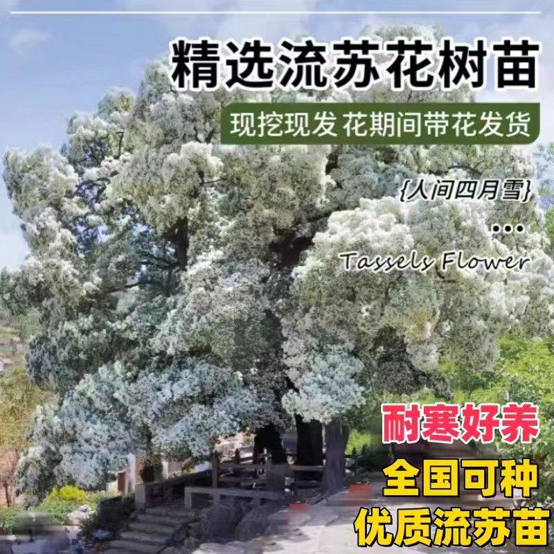 流苏小苗流苏苗流苏树苗嫁接桂花桂花