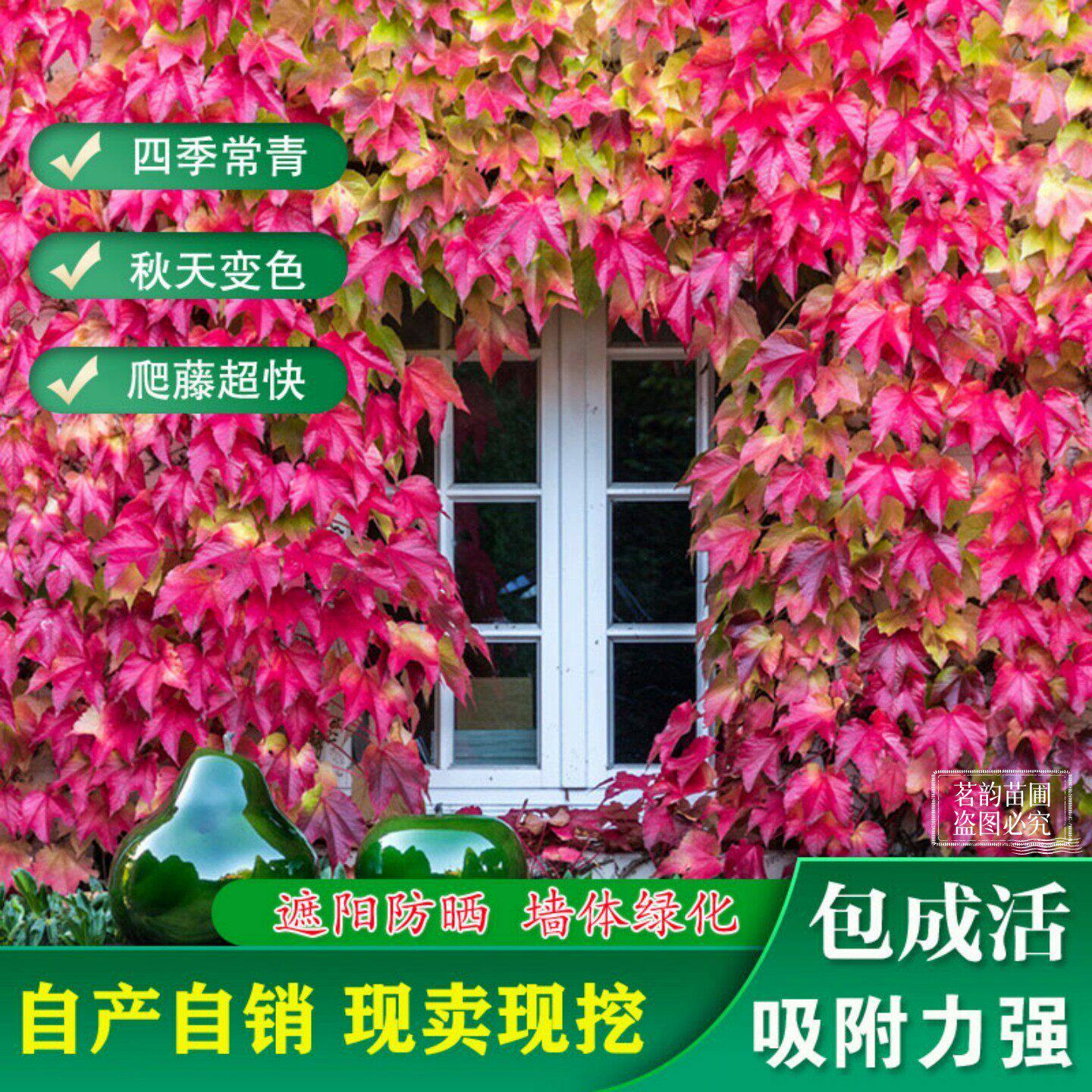 爬山虎苗四季常青爬藤植物户外室