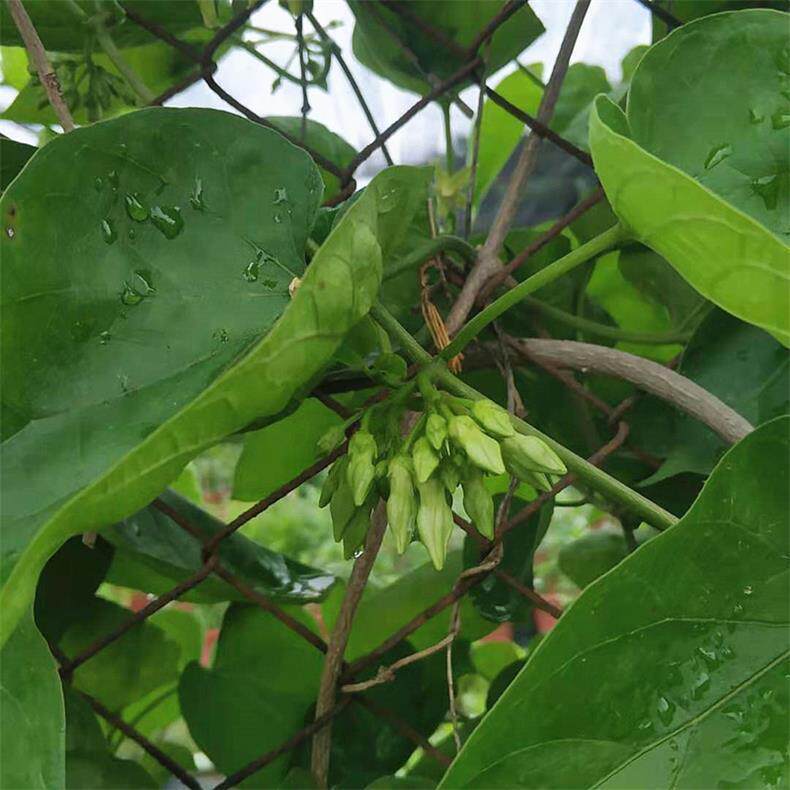 可食用爬藤夜来香花带土阳台庭院室外藤本植物夜兰香夜香花苗盆栽
