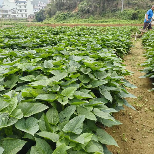 红薯叶红苕叶苗正宗红薯叶种植蔬菜食叶型专门吃叶子