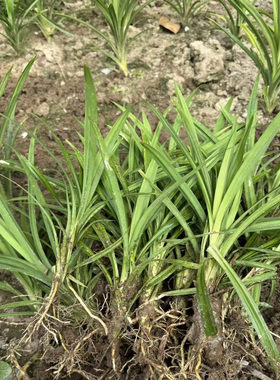 带土带根发货海南正宗斑斓叶苗斑斓叶苗盆景盆栽叶子可做甜点糕点