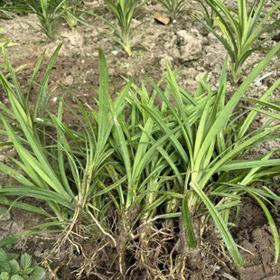 带土带根发货海南正宗斑斓叶苗斑斓叶苗盆景盆栽叶子可做甜点糕点