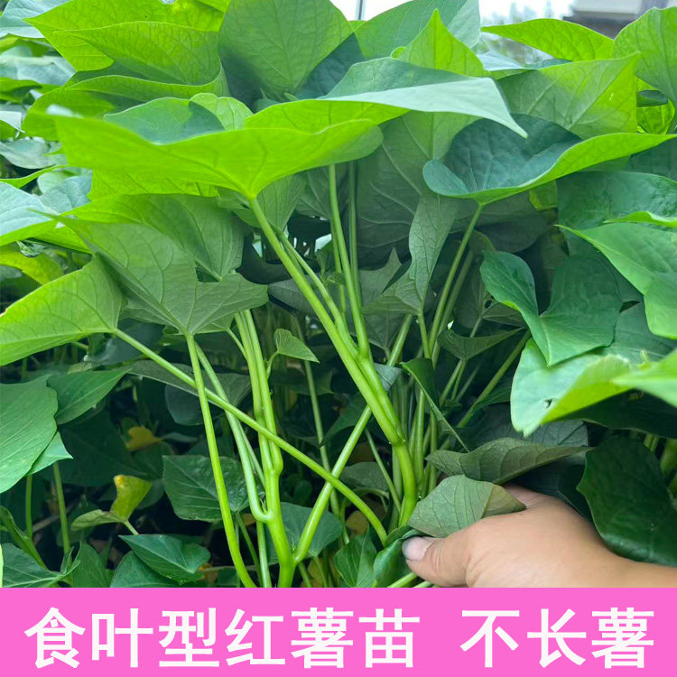 红薯叶红苕叶苗正宗红薯叶种植蔬菜食叶型专门吃叶子