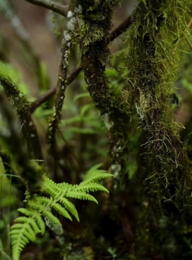 正宗武夷山岩茶老枞水仙弥陀岩冰凉凉中轻火不还价不是科技枞做旧