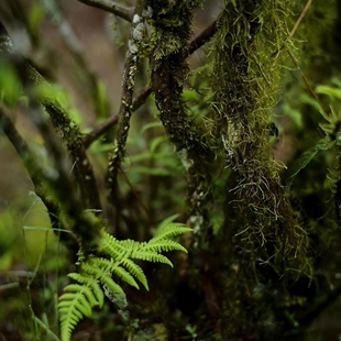 正宗武夷山岩茶老枞水仙弥陀岩冰凉凉兰花香不还价不是科技枞做旧