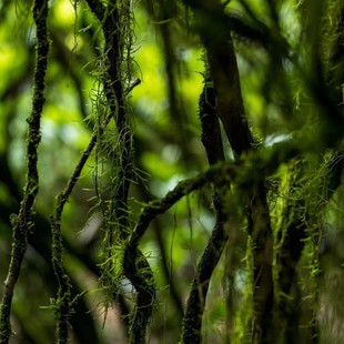 一生喝老枞红茶桐山木古树红茶正山红茶醉海棠石榴芭乐汁味不还价