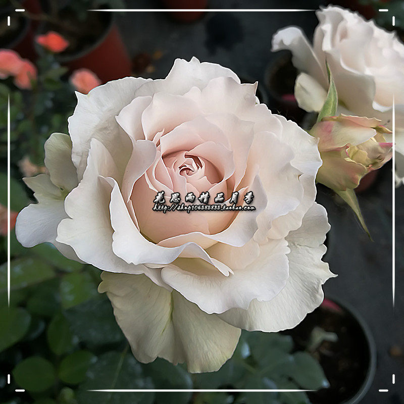 花思雨【莎菲天使】日系河本新品大花月季四季勤花盆栽庭院绿植