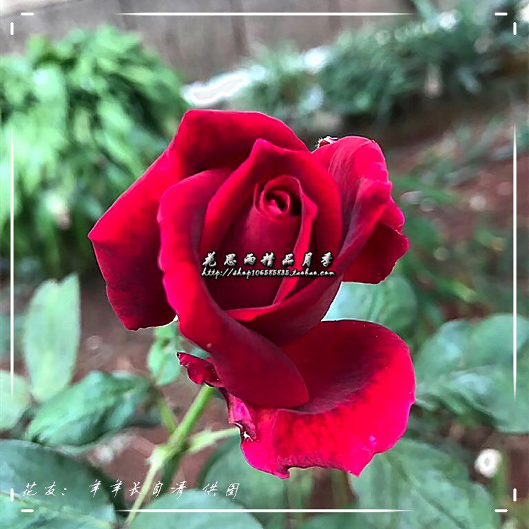 花思雨【林肯先生】稀有精品浓香大花月季四季强健抗病正品保证