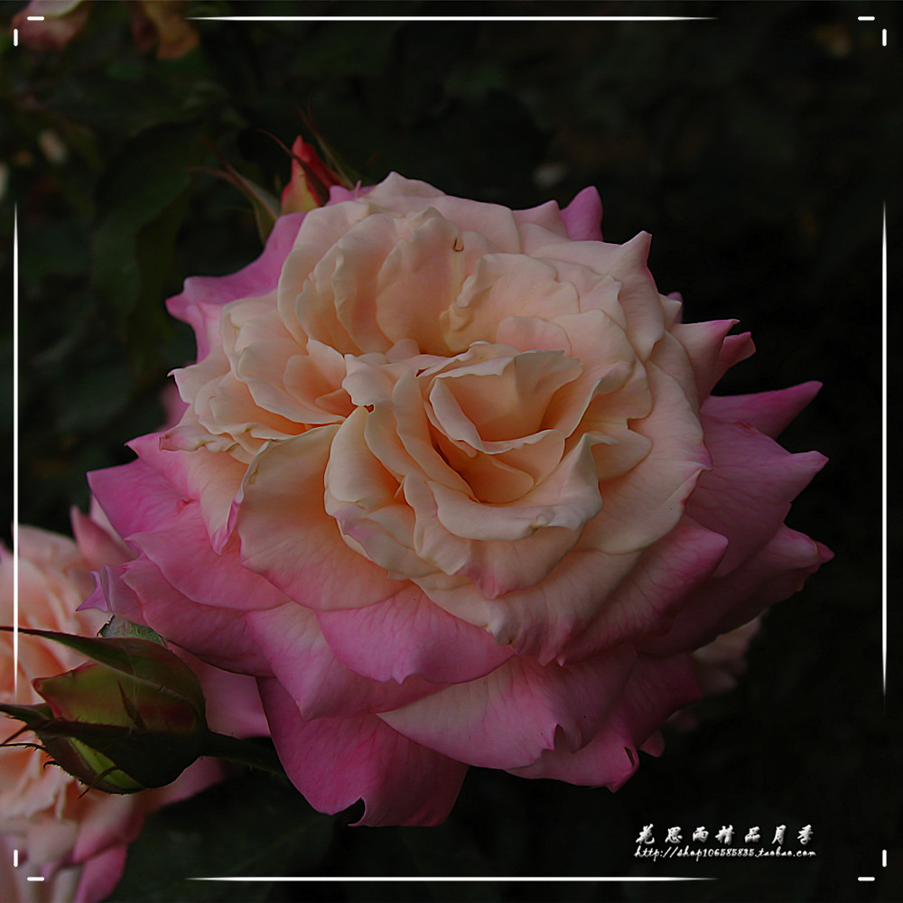 花思雨 日系浓香新品大花变色月季：宫殿（Sanctuary）绿植盆栽在类目 鲜花速递/花卉仿真/绿植园艺, 花卉/绿植盆栽（新）, 花卉中 - 来自Buy2taobao.com提供专业的淘宝代购服务