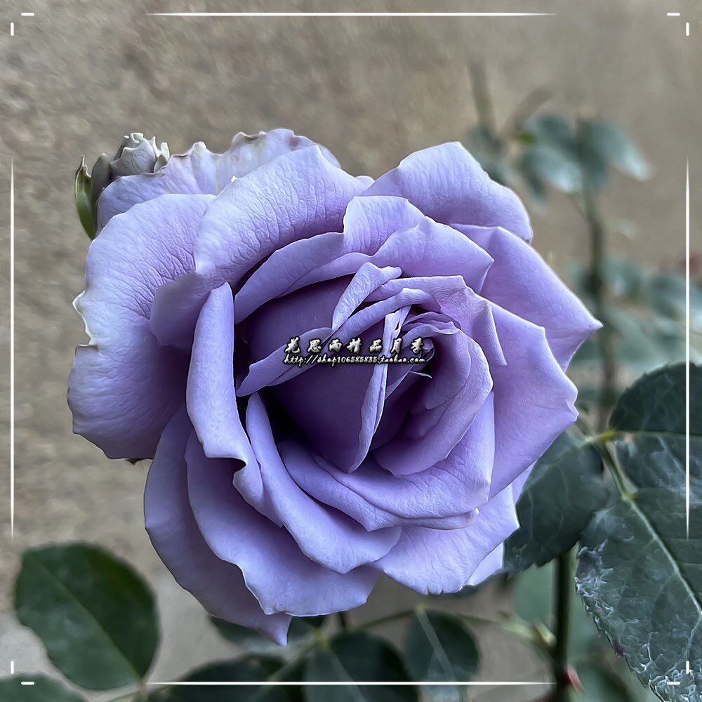 花思雨【转蓝】日月新品最接近蓝色的月季丰花四季勤花盆栽绿植