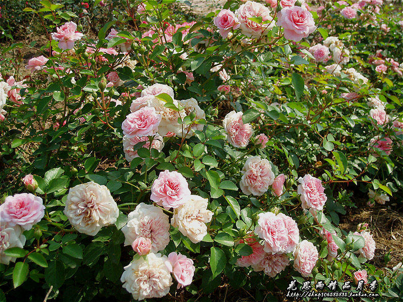花思雨【弗恩】耐阴丰花地被月季四季勤花非常抗病庭院绿植盆栽