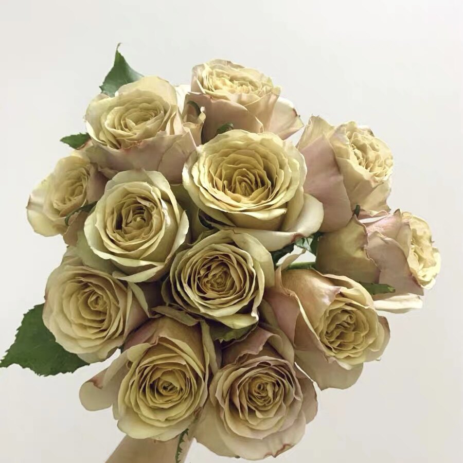 花思雨【黄金芥末】肯尼亚超新品月季切花玫瑰复古色盆栽庭院花苗