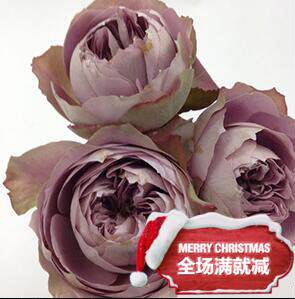 花思雨【法尔索/纺】日系新品大花月季复古色新奇特盆栽庭院绿植