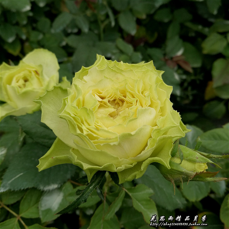 花思雨【柠檬水】新品绿色切花月季勤花抗病耐开无刺庭院绿植盆栽