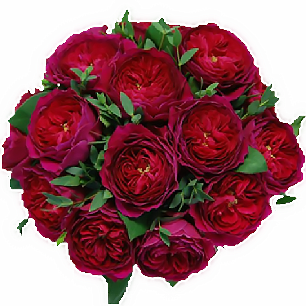 花思雨 奥斯汀新品切包月季:达西(darcy)