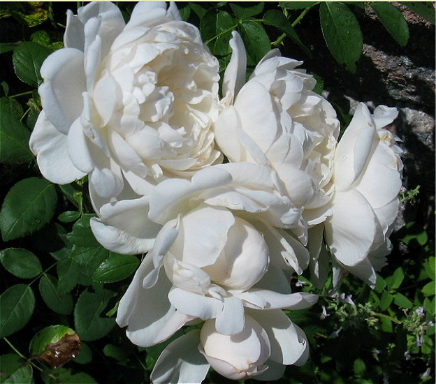 花思雨 奥斯汀浓香丰花灌木月季:格拉米斯城堡(glamis castle)